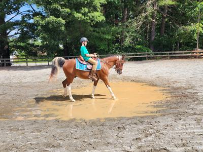 Child in helmet riding chestnut horse through muddy puddle in riding arena