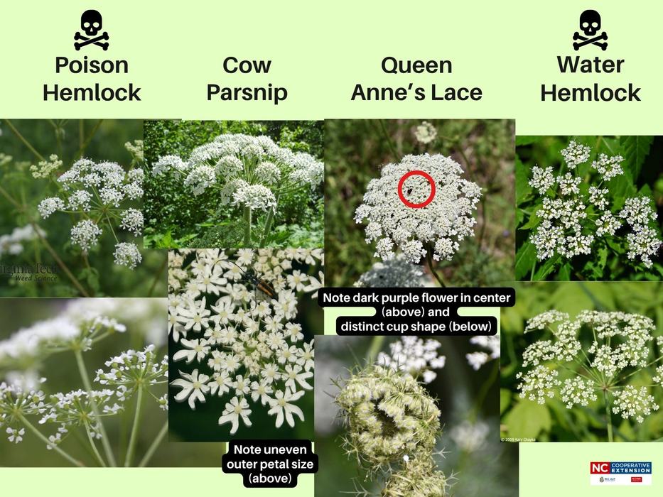 Photos comparing flower characteristics of poison hemlock, cow parsnip, queen anne's lace, and water hemlock