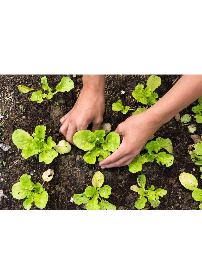 soil with green lettuce and two hands