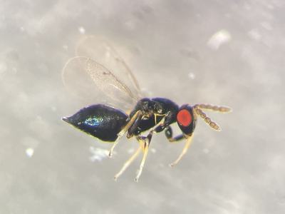 A parasitoid wasp, possibly Pteromalidae, reared from an infestation of crape myrtle bark scale (Eriococcus lagerstroemiae) Photo credit Helena Jolly (1)