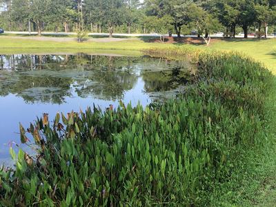 A pond with a robust vegetated shelf.