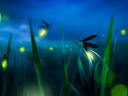 glowing firefly on a grass filed at night
