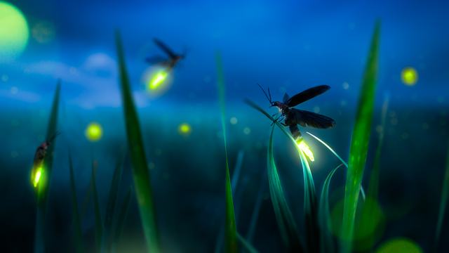 glowing firefly on a grass filed at night