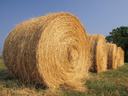 Large round hay bales lined up in a grassy field under a clear blue sky