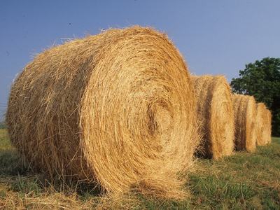Large round hay bales lined up in a grassy field under a clear blue sky