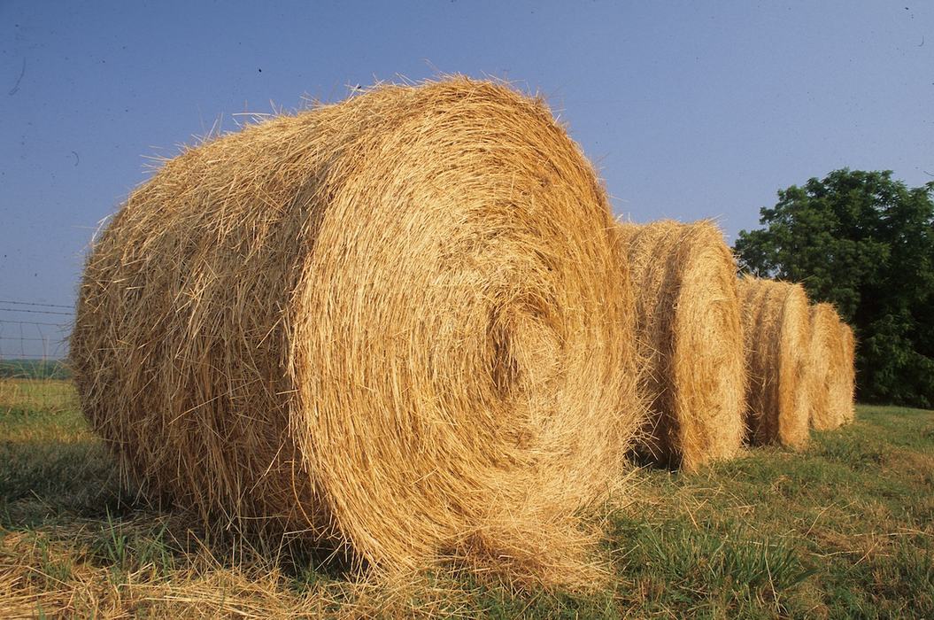 Bales of hay stand in a field.