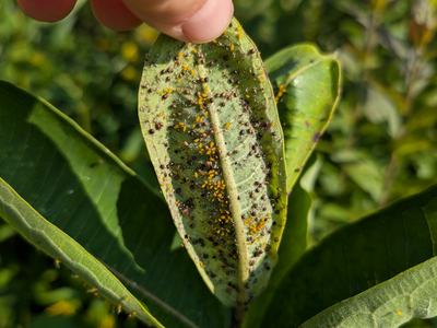 Aphid mummies_Photo by Amanda Bratcher