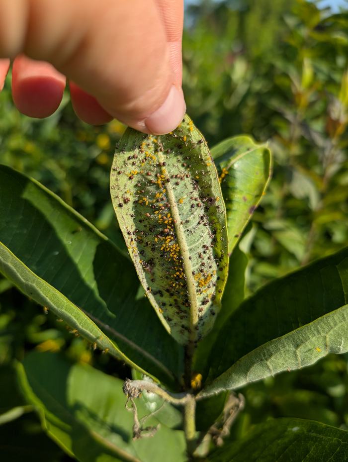 Aphid mummies_Photo by Amanda Bratcher