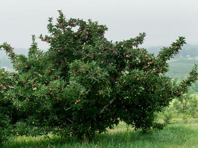 Apple tree