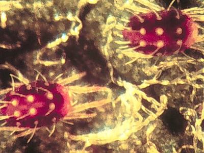 European red mites