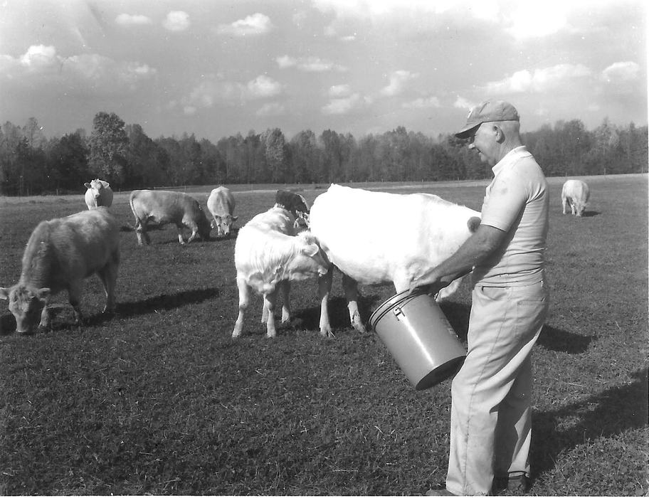Picture of the late Colonel Breeze feeding cows.