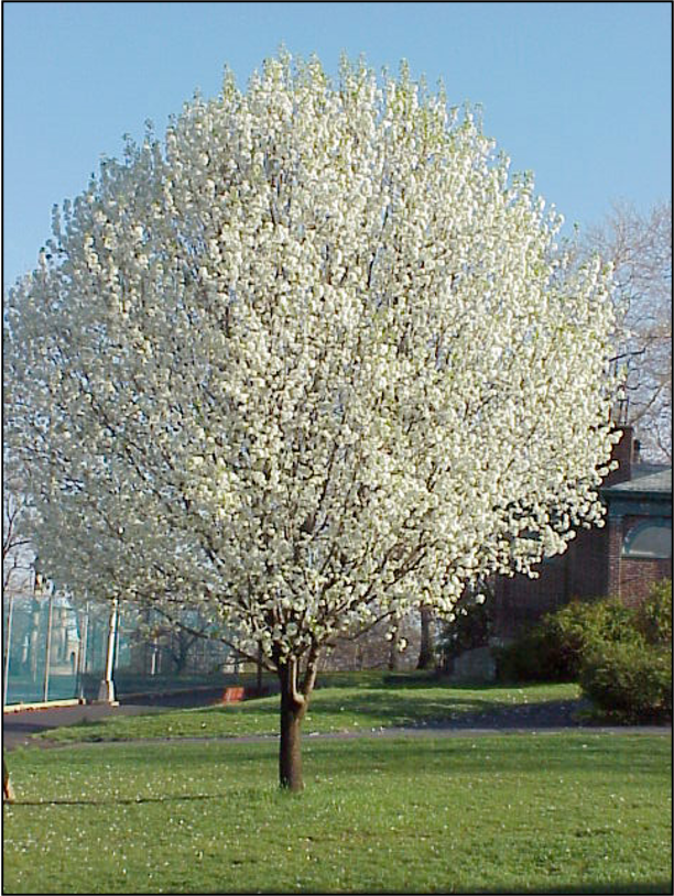 Bradford Pear in full bloom in the middle of a lawn coated with white flowers.