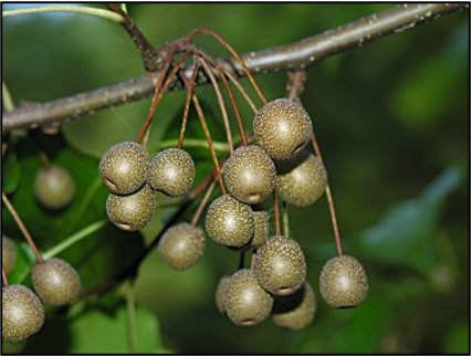 Bradford Pear Fruit that is spherical and green or olive color.