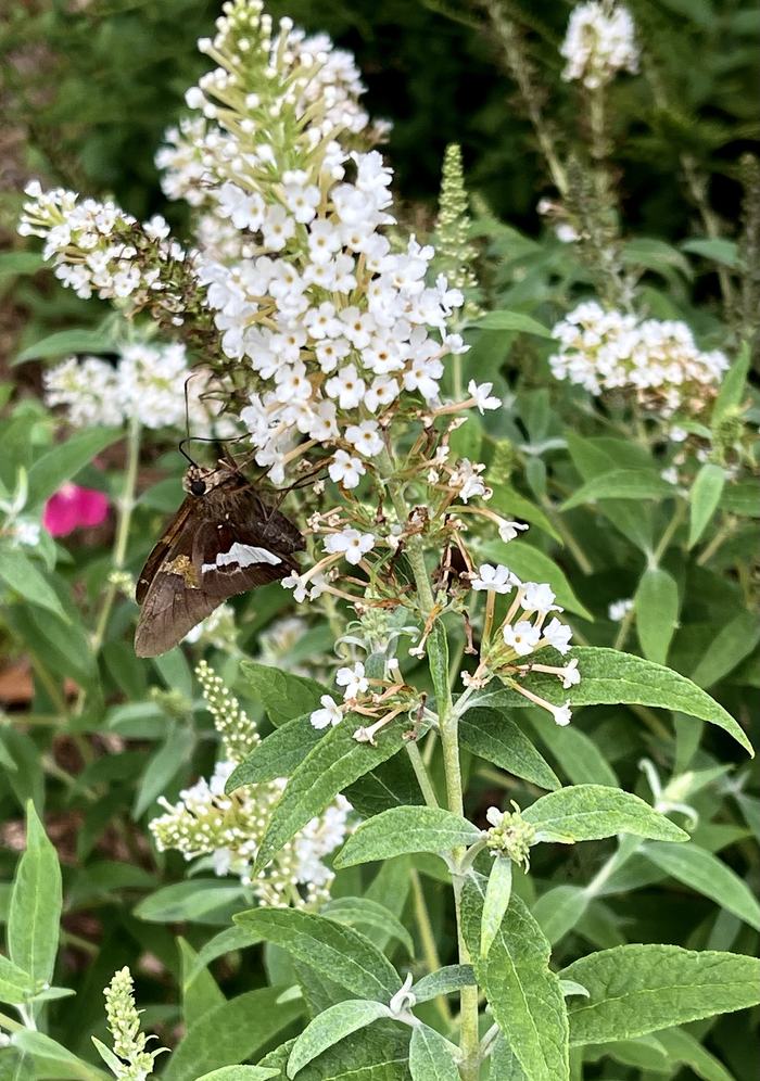 White flowers of butterfly bush with a visiting butterfly