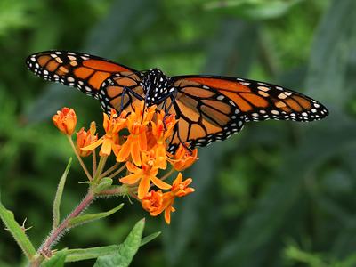 Monarch butterfly feeding on a cluster of orange milkweed flowers