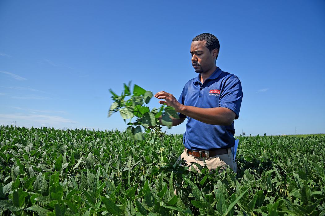 Man in blue NC STATE EXTENSION polo examining a soybean plant in a field