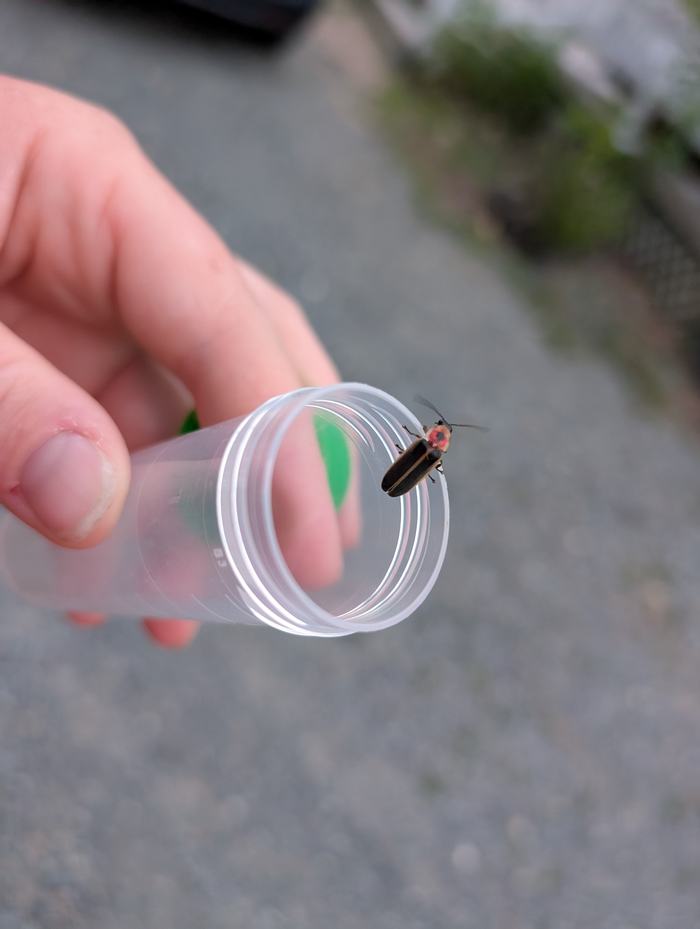 lightning bug sits on the edge of a catch jar before it flies away