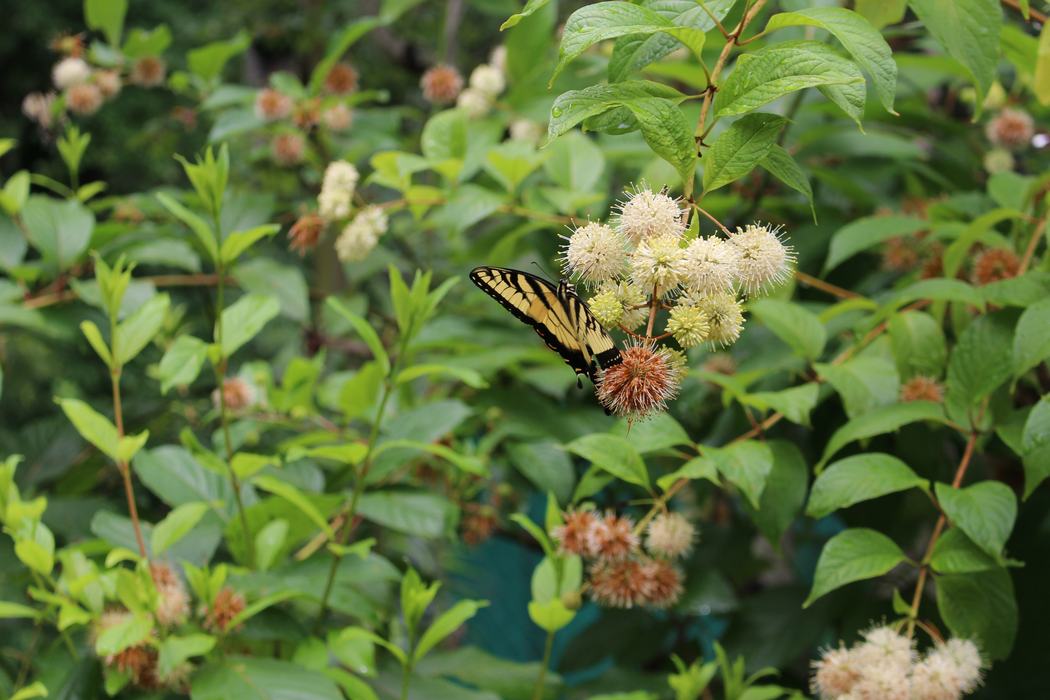 Buttonbush flowers with a yellow and black butterfly on them.