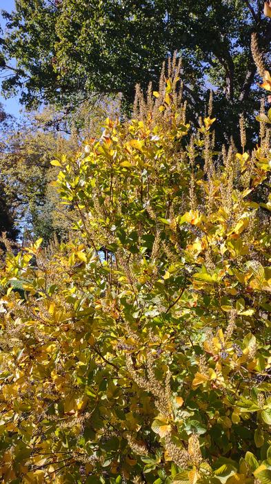 Clethra alnifolia plant with yellow foliage