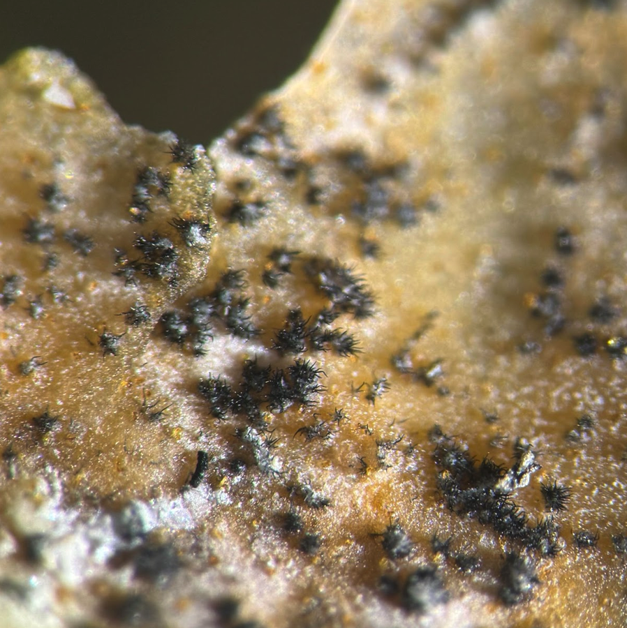 Figure 2. Acervuli with setae growing on the pepper leaf tissue from the anthracnose fungus 