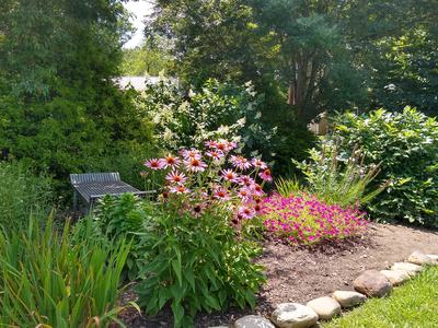 Coneflowers in the library rain garden