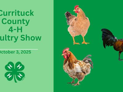Currituck poultry show with roosters pictured