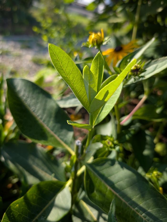 Cut-off Milkweed_Photo by Amanda Bratcher