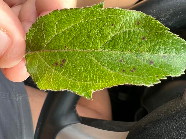 Early symptoms of GLS on foliage