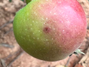 Early Symptoms of bitter rot on fruit
