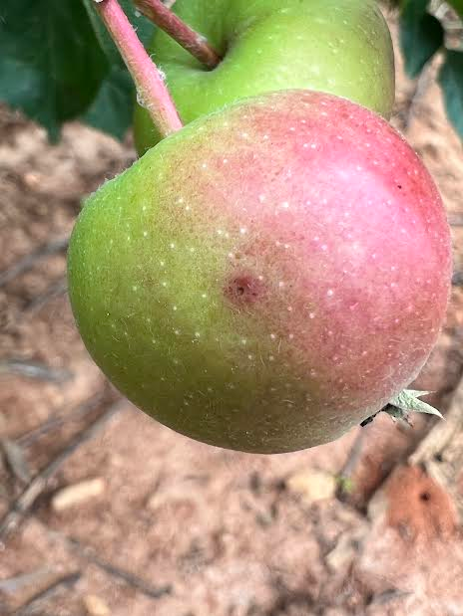 Early Symptoms of bitter rot on fruit