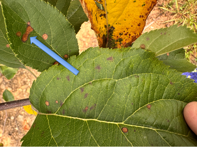 Early symptoms of frogeye leaf spot on apple