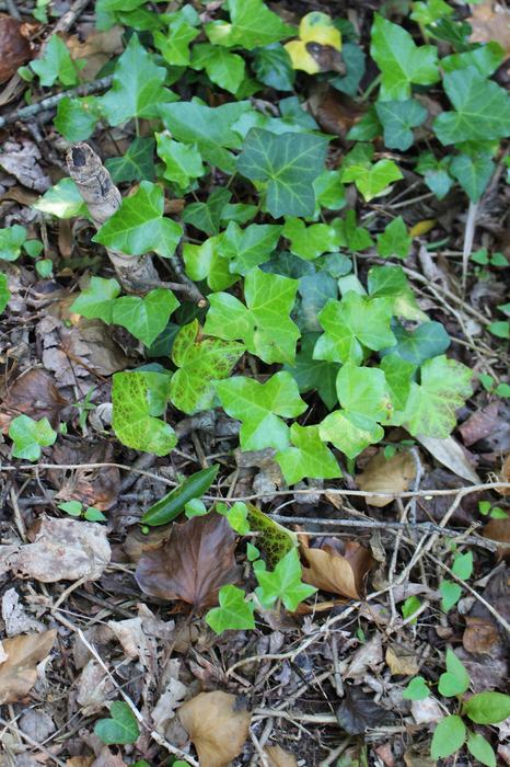 English ivy vines growing on the ground