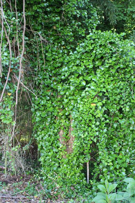 English ivy vines growing up on top of trees