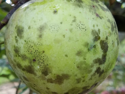 flyspeck sooty blotch on apple fruit