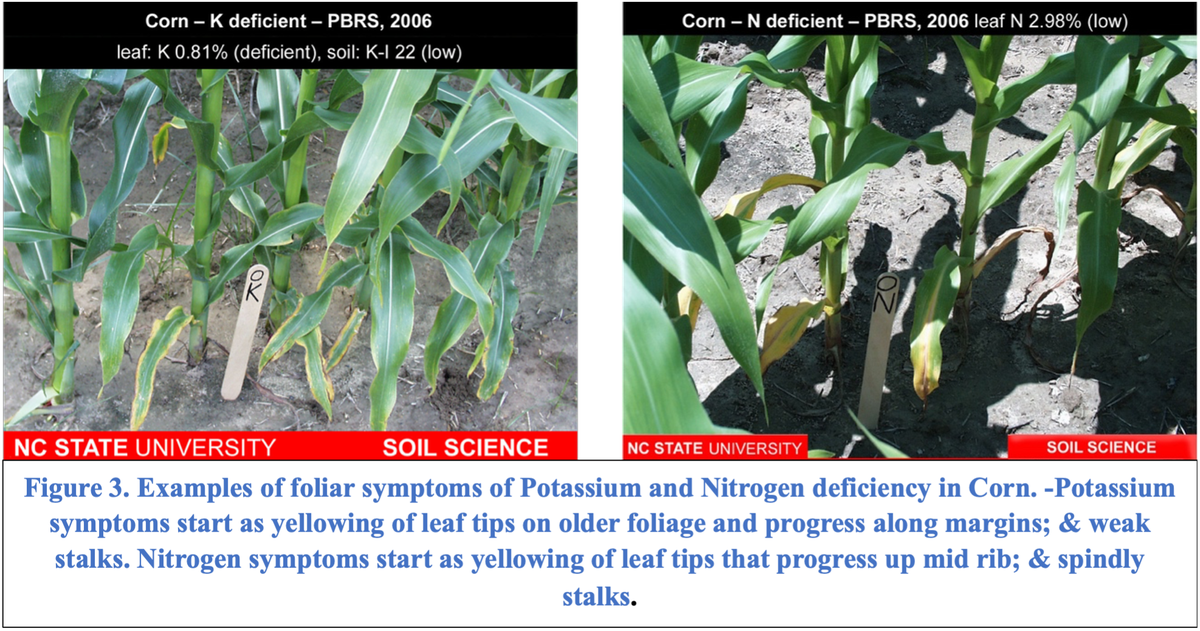 Side-by-side comparison of corn plants showing foliar symptoms of potassium deficiency (left) with yellowing leaf tips and margins on older leaves, and nitrogen deficiency (right) with yellowing along the midrib and spindly stalks.