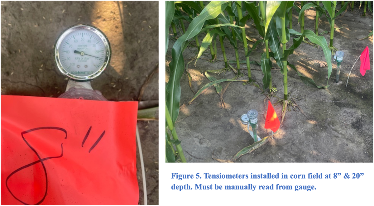 Close-up of a tensiometer gauge and a wider view of two tensiometers installed at 8” and 20” depths in a corn field, marked with red flags; readings must be taken manually from the dial.