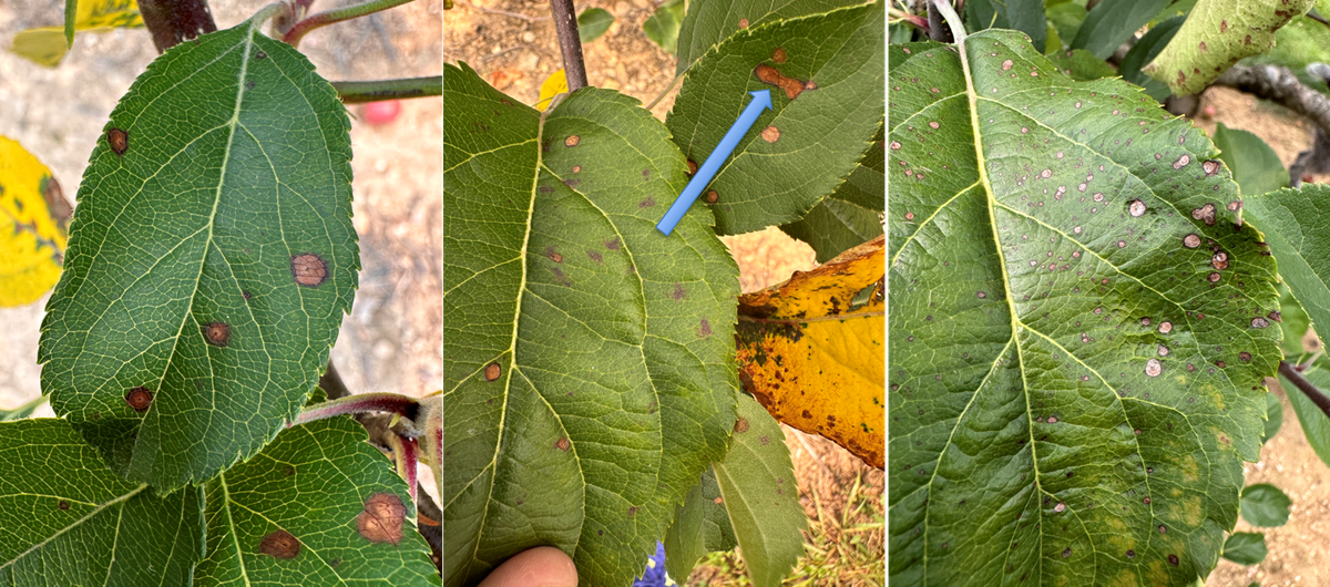 Symptoms of frogeye leaf spot