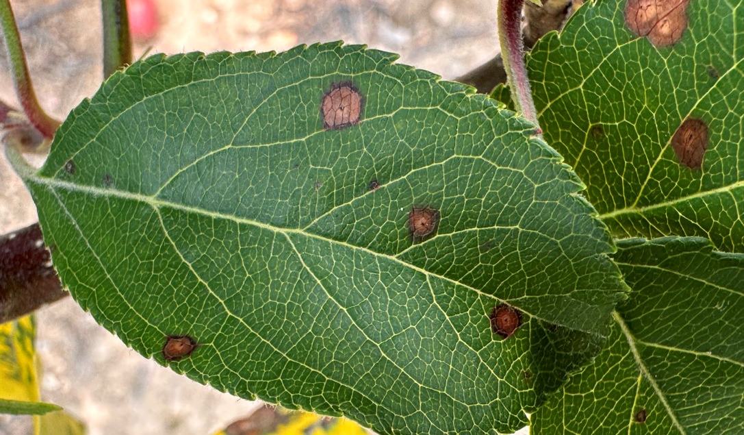 Apple Disease Update: Week of June 29, 2025 - Southern Appalachian ...