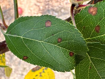 Frogeye leaf spot on apple leaf