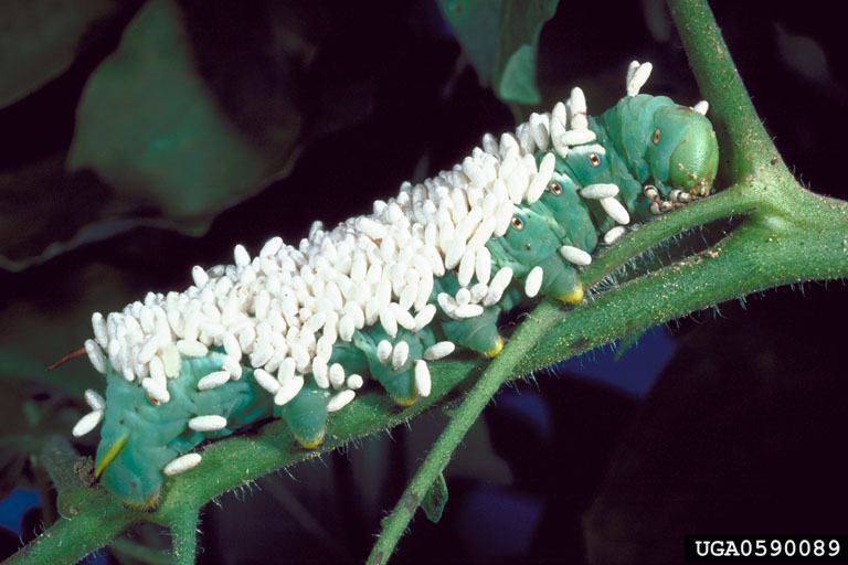 Hornworm with numerous white braconid wasp cocoons attached to its back, perched on a plant stem.