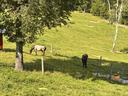 Two horses grazing in a fenced grassy hillside meadow under a large tree