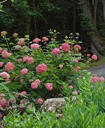 H. arborescens 'Invincibelle Spirit' by NC Hort Thomas Ranney