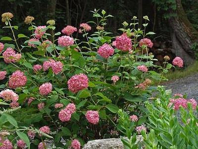 H. arborescens 'Invincibelle Spirit' by NC Hort Thomas Ranney