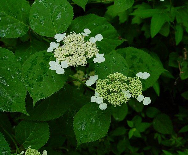 Mountain hydrangea - Hydrangea arborescens