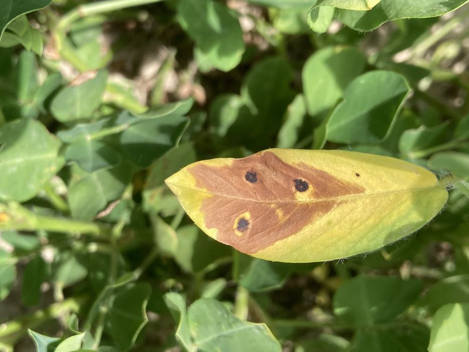 Dark brown spots on leaves, surrounded by light brown burning.