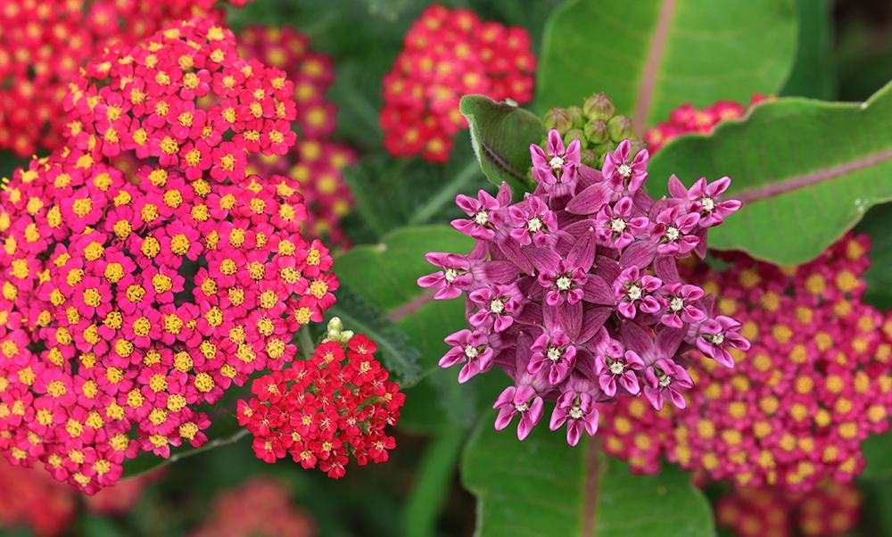 Purple milkweed and 'Paprika' yarrow.