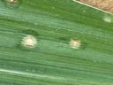 Picture of corn leaf with holcus spot lesions showing tan spot with yellow halo and dark green water soaked margins