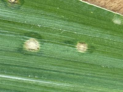 Picture of corn leaf with holcus spot lesions showing tan spot with yellow halo and dark green water soaked margins