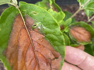 hydrangea leaf scorch