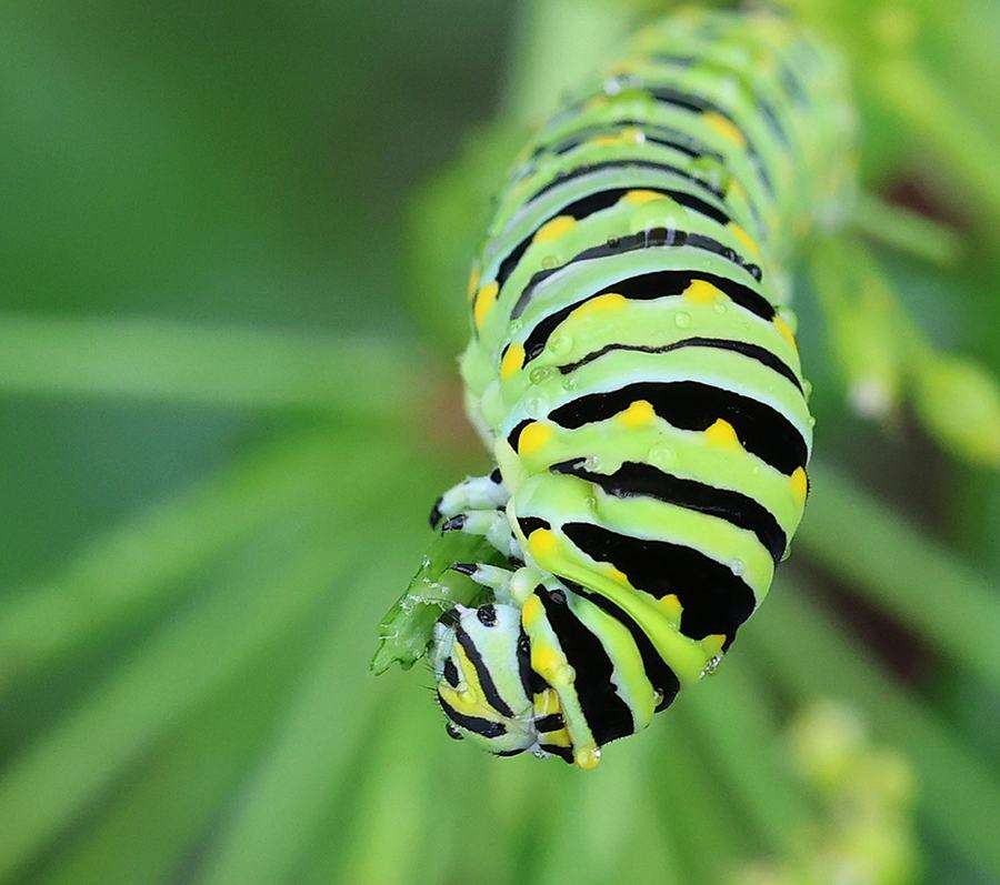 Black swallowtail caterpillar feeding on golden alexander.